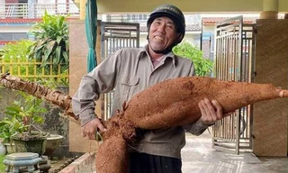 Lão nông Hà Tĩnh đào được củ sắn 'khủng' chưa từng có, dài hơn 1m, nặng 25kg