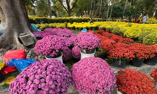 Tràn ngập hoa Tết, giá rẻ hơn mọi năm ở TPHCM