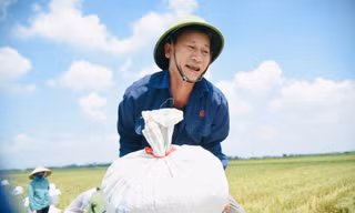 Nông dân Hà Nội miệt mài thu hoạch lúa dưới nắng nóng gay gắt