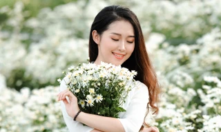 Vườn cúc họa mi hiếm hoi sống sót sau bão Yagi bung nở, khoe sắc 