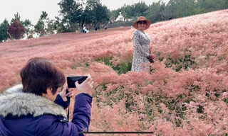 Mãn nhãn với đồi cỏ hồng Đà Lạt đẹp như cổ tích