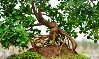 Quất mộc căn ‘thoát lũ’ lên chậu sẵn sàng phục vụ khách dịp Tết Nguyên đán