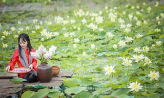 Hút hồn với cánh đồng sen đẹp bất tận ở ngoại thành Hà Nội