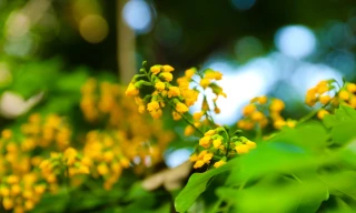 Hà Nội mùa giáng hương khoe sắc rực rỡ trong nắng 