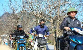 Du khách nườm nượp đổ về Vân Hồ, Sơn La chở đào về xuôi chơi Tết