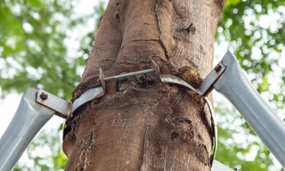 Cây xanh Hà Nội bị 'siết gông cùm', liệu có sống nổi?