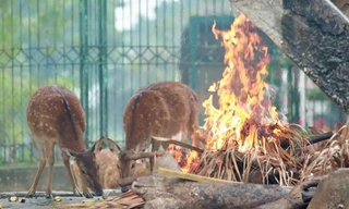 Vườn thú Hà Nội đốt lửa, bật lò sưởi giữ ấm cho thú nuôi
