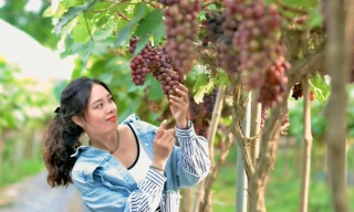 Giới trẻ thích thú check in nông trại nho trĩu quả ở ngoại thành Hà Nội