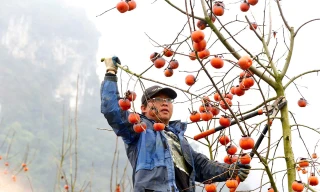 Vượt gần 200 km lên Mộc Châu sắm cành hồng trĩu quả, đỏ rực về chơi Tết