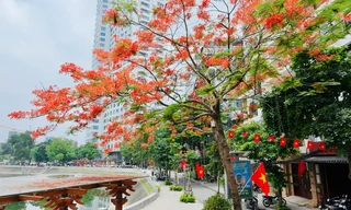 Hoa bằng lăng, phượng vĩ nở rộ khắp phố phường Hà Nội