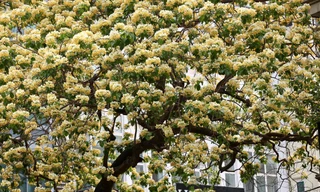 'Báu vật' 300 năm tuổi khoe hoa vàng rực giữa lòng Thủ đô