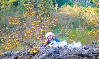 Mê mẩn ngắm mùa hồng chín trĩu quả trên cao nguyên Mộc Châu