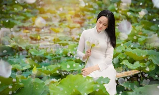 Cánh đồng mênh mông sen trắng ở Hà Nội vào mùa, thu hút giới trẻ check-in