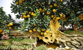 Bưởi 'phi thuyền' giá hàng trăm triệu đồng xuất hiện dịp Tết