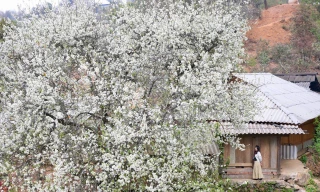 Hoa sơn tra nở trắng trời Tây Bắc