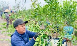 Nghề uốn cây cảnh, tạo dáng quất cho thu nhập tiền triệu mỗi ngày 