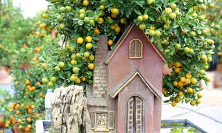 Độc đáo quất bon sai phong thuỷ ở làng cây cảnh tết Tứ Liên