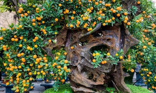 Độc lạ quất 'ôm' gỗ lũa chào Xuân Quý Mão