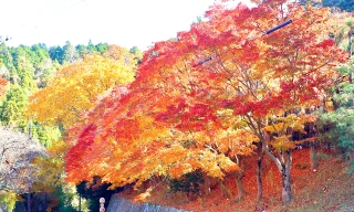 Mê mẩn cảnh sắc mùa thu lá đỏ, lá vàng ở Nhật Bản