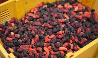 Dâu tằm vào vụ, chín đỏ vùng ven ngoại thành Hà Nội, người dân thu tiền triệu mỗi ngày 