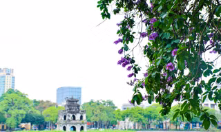 Hoa bằng lăng nhuộm tím phố phường Hà Nội