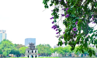 Hoa bằng lăng nhuộm tím phố phường Hà Nội