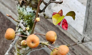 Độc lạ thú chơi hoa, quả lê tháng Giêng của người Hà Nội