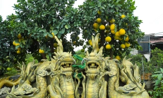 Rồng vàng quấn bưởi bonsai sẵn sàng đón Tết