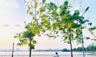 Hoa muồng hoàng yến nhuộm vàng phố phường Hà Nội