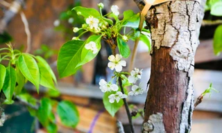 Người Hà Nội chi bạc triệu cho thú chơi hoa lê, hoa mận rừng