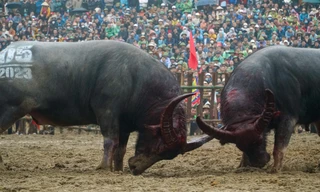 Hàng nghìn người đội mưa xem các 'đấu sĩ' trâu ra đòn