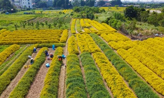 Sắc vàng rực rỡ trên cánh đồng cúc chi mùa thu hoạch