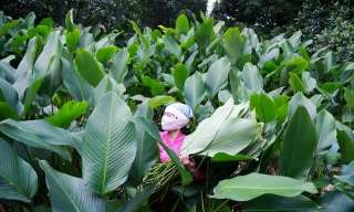 Làng nghề trồng lá dong hàng trăm năm tuổi ở Hà Nội vào vụ Tết Nguyên đán