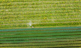 ‘Thủ phủ’ hoa lớn nhất Hà Nội tất bật vào vụ 8/3