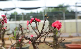 Cận cảnh đào tiến Vua 'ngủ' phòng điều hòa chờ đón Tết