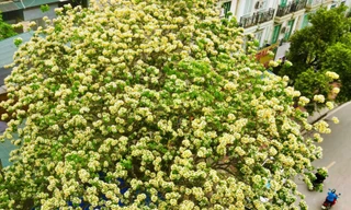 Báu vật hơn 300 tuổi khoe sắc vàng rực giữa lòng Thủ đô