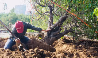 Hà Nội: Kiếm bạc triệu mỗi ngày từ việc đi đánh gốc đào thuê