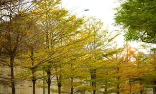 Ngẩn ngơ trước vẻ đẹp Hà Nội mùa thay lá