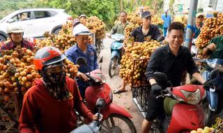 Vải thiều được mùa được giá, người dân Thanh Hà phấn khởi mang đi tiêu thụ
