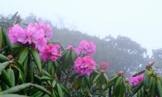 Mê mẩn ngắm hoa đỗ quyên bung nở trên đỉnh núi Tả Liên