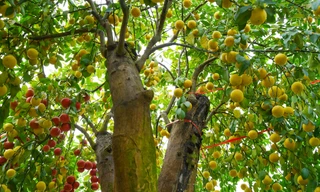 Chanh tứ quý trồng trên gốc bưởi 'khủng' chơi Tết trị giá trăm triệu đồng