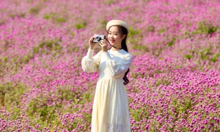 Thảo nguyên hoa bách nhật tím mộng mơ như trời Âu 'đốn tim' giới trẻ Hà thành