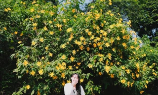 Hoa dã quỳ vàng rực đẹp mê hồn ở Vườn quốc gia Ba Vì