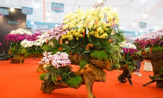 Cận cảnh chậu lan hồ điệp lớn nhất Việt Nam đang ‘ngóng’ khách 