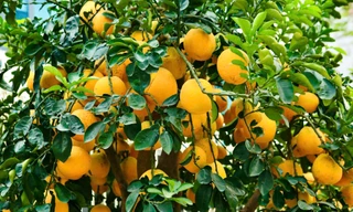 Những gốc bưởi ghép trăm quả chờ khách 'rước' về chơi Tết 