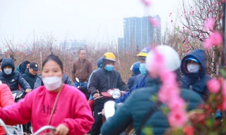 Người dân chen chân mua đào Nhật Tân trước Tết