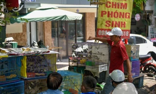 Tiểu thương 'hốt bạc' nhờ bán chim phóng sinh dịp Rằm tháng 7