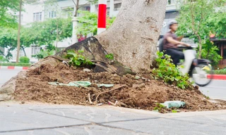 Hà Nội: Nhiều cây xanh với bộ rễ lộ thiên, tiềm ẩn nguy cơ bật gốc, gãy đổ trong mùa mưa bão
