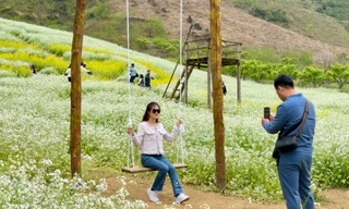 Hoa cải trắng Mộc Châu thu hút giới trẻ check-in du xuân