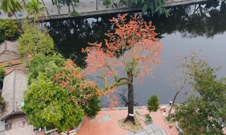 Hoa gạo thắp lửa trong ngôi chùa nghìn tuổi ở Hà Nội